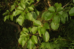 Hymenodictyon obovatum